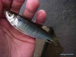 IMGP09061.jpg
