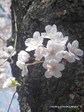 sakura.1.jpg