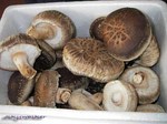 shiitake.jpg